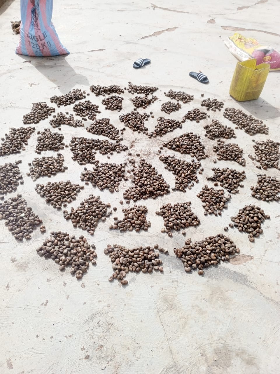 Cashew nuts prepared for sourcing